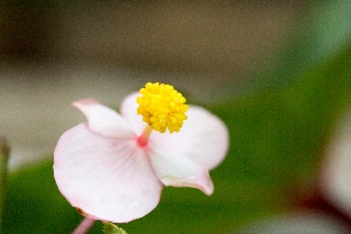 「シュウカイドウ」のサムネイル画像