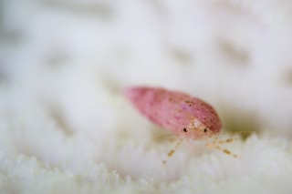 「ヤドカリの仲間」のサムネイル画像