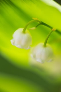 「スズラン」のサムネイル画像