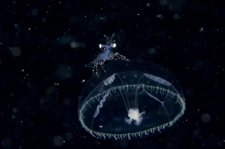 「ジェリーフィッシュライダー」のサムネイル画像