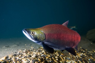 「ヒメマス」のサムネイル画像