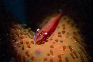 「ヒトデヤドリエビ」のサムネイル画像