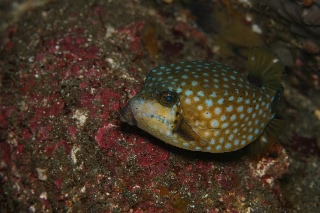 「ハコフグ」のサムネイル画像