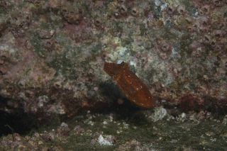 「コウイカの仲間」のサムネイル画像