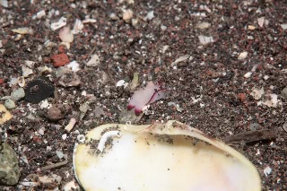 「ウミウシの仲間」のサムネイル画像