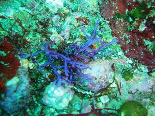 「名前わかんない」のサムネイル画像