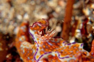 「ニシキウミウシ」のサムネイル画像