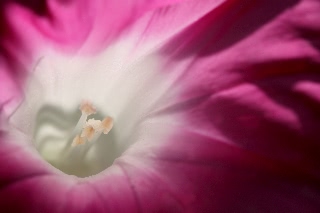 「暁の紅」のサムネイル画像