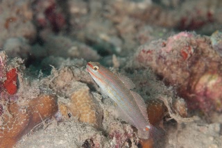 「ジュウモンジサラサハゼ(Pink-lined Goby)」のサムネイル画像