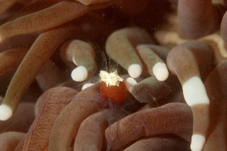 「エリマキテナガエビ(コロールアネモネシュリンプ,korore anemone shrimp)」のサムネイル画像