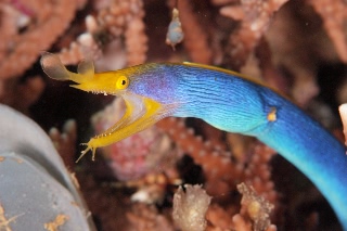 「ハナヒゲウツボ(blue ribbon eel)」のサムネイル画像