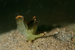 「コノハミドリガイ」のサムネイル画像