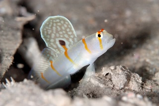 「ニチリンダテハゼ(Randall's prawn-goby)」のサムネイル画像