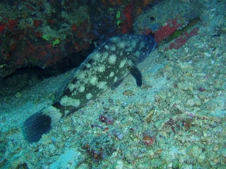 「ハタ」のサムネイル画像