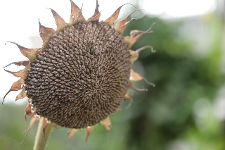 「TITAN(タイタン)」のサムネイル画像