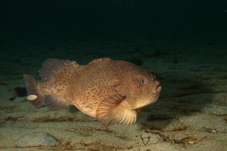 「ホテイウオ(ゴッコ)」のサムネイル画像