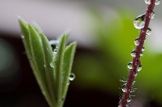 「ルーピン（ルピナス）・ラッセル・ミックス(Lupin)」のサムネイル画像