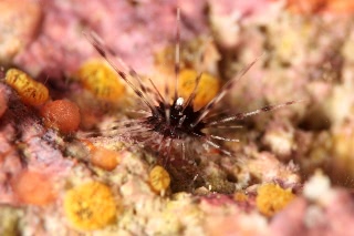 「ウニの仲間」のサムネイル画像