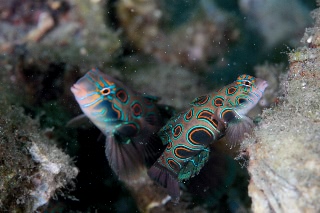 「ピクチャ－ドラゴネット(picture dragonet)」のサムネイル画像