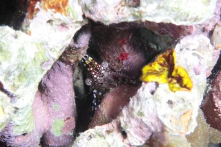 「無題」のサムネイル画像