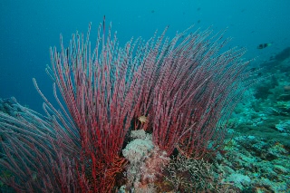 「無題」のサムネイル画像