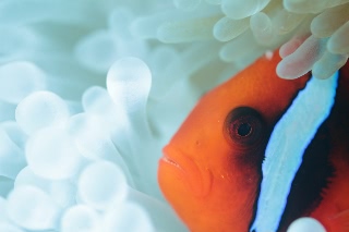 「ハマクマノミ」のサムネイル画像