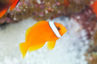 「ハマクマノミ」のサムネイル画像