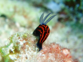 「リュウグウウミウシ」のサムネイル画像