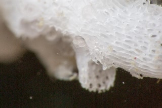 「アカメハゼ」のサムネイル画像