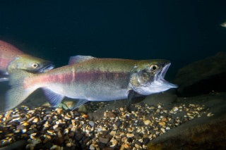 「ヒメマス」のサムネイル画像