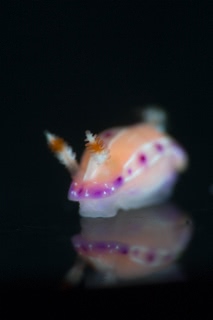 「ジュッテンイロウミウシ」のサムネイル画像