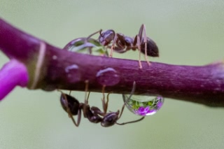「アリの仲間」のサムネイル画像