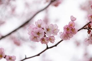 「オオヤマザクラ(エゾヤマザクラ,ベニヤマザクラ)」のサムネイル画像