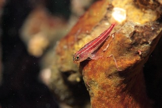 「タテジマヘビギンポ(Tropical striped triplefin)」のサムネイル画像