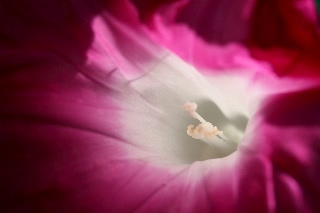 「暁の紅」のサムネイル画像