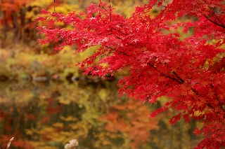 「カエデ」のサムネイル画像