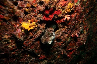 「ヒトヅラハリセンボン(black-blotched porcupinefish)」のサムネイル画像