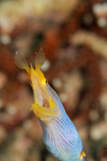 「ハナヒゲウツボ(blue ribbon eel)」のサムネイル画像
