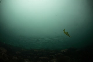「無題」のサムネイル画像