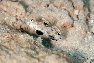 「カニハゼ」のサムネイル画像