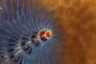 「イバラカンザシ(Christmas tree worm)」のサムネイル画像