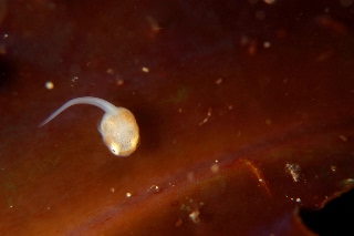 「ホテイウオ(ゴッコ)」のサムネイル画像