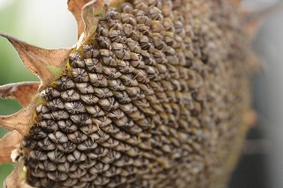 「TITAN(タイタン)」のサムネイル画像