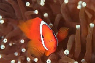 「ハマクマノミ」のサムネイル画像