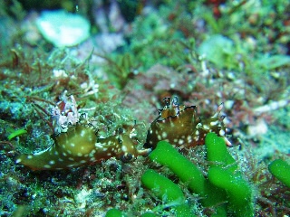 「二人でお散歩Chu」のサムネイル画像