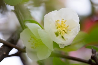 「ボケ」のサムネイル画像