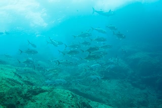 「ギンガメアジ(Bigeye trevally)」のサムネイル画像