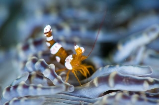 「イソギンチャクモエビ」のサムネイル画像