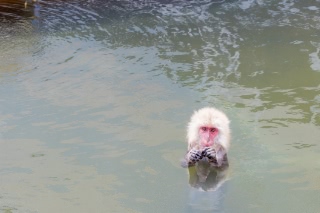 「ニホンザル」のサムネイル画像