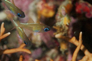 「イトヒキテンジクダイ(Threadfin cardinalfish)」のサムネイル画像